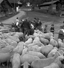 Separation of the sheep in autumn, 1941.