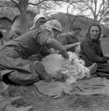 Sheep shearing in Valais, 1944.
