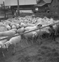 Separation of the sheep in autumn, 1941.
