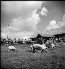 Pigs on the mountain pasture, Switzerland, 1940.