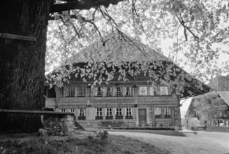 Rüderswil, lime tree; 1966.