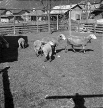 Sheep in the Haslital, 1941.