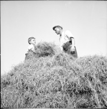 WW2 : farming camp; harvesting hay, haystack, 1942.