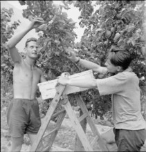 WW2: farming camp; picking apricots 1943.
