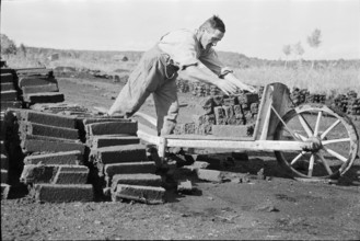 Cutting peat for briquettes; loading wheelbarrow; 1940.