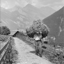 Hay harvest in Isenfluh, 1959.