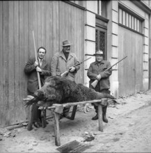 Killed wild boar near Coppet, 1954.