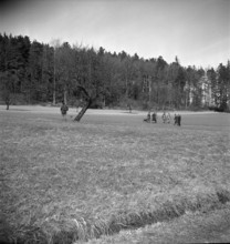 Hunting wild boars in Elgg, 1950.