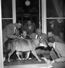 The wolf from Valais, stuffed, 1948.