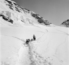 Jungfraujoch 1942: man and sledge dogs.
