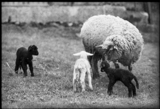 Ewe and paschal lambs 1975.