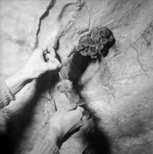 The subterranean lakes of Saint Léonard were discovered in 1943, made accessible 1949 and have