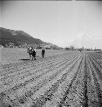Working in the fields in springtime, circa in 1948.