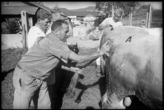 Farmers with animals at breeding bull market in Berne 1966.
