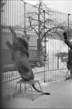 Lions training 1969.