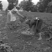 Women harvesting potatoes, 1958.