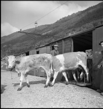 Trainload of cattle, Vallorbe 1952.
