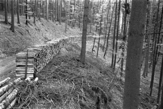 Forest path with stack of firewood, 1971.