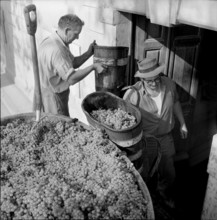 Vintage in Riex in the Lavaux, 1957.