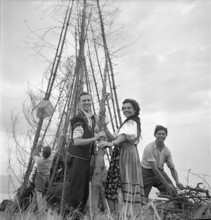 Rütli; National holiday celebration, young people stacking up firewood; 1951.