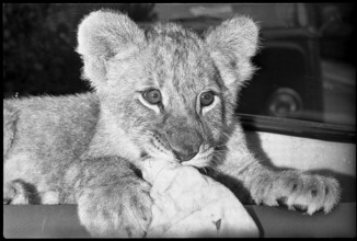 Young lion 1970.