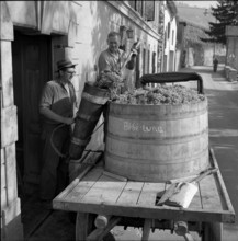 Winegrowers in Riex in the Lavaux, 1957.