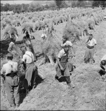 Rape field in the city centre; harvest; 1944.