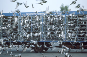 Take off of carrier pigeons from a van, 1984.