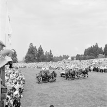 55th Marché-Concours Saignelégier, chariot race, 1958.