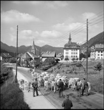 Cattles are driven to France, around Vallorbe 1952.