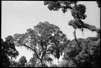 Trees, bathing resort Joa, Brazil 1950.
