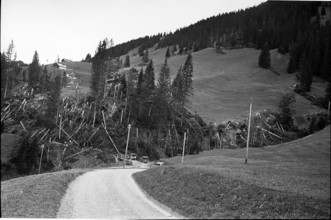 Abländschen; damaged, uprooted trees after heavy föhn storm;  1962.