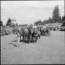 53rd Marché-Concours Saignelégier, roman chariot, 1956.