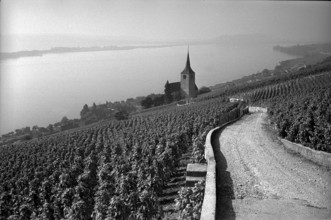 Vineyard of Ligerz with church and St. Peter island, 1967.