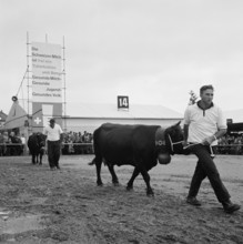 Cattle Show, OLMA 1960.