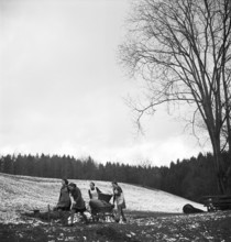Girls collect fir cones for heating, 1944.