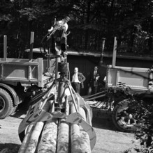 transport of tree trunks with crane.