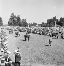 58th Marché-Concours Saignelégier, stallion presentation, 1961.