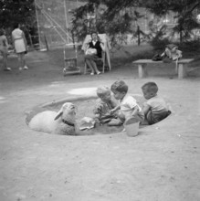 Children playing in sandpit, next to a sheep, Zurich, 1956.