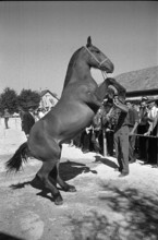59th Marché-Concours Saignelégier, stallion, 1962.