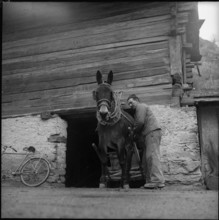 Farmer and mule Turtmann, 1956.