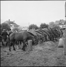 Horse market of Chaindon-Reconvilier, 1952.