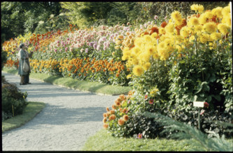 Dahlia Show 1979.