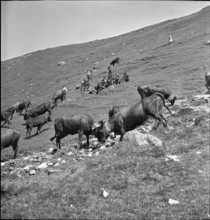 Cow fights on the summer alps, Valais 1942.