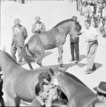 60th Marché-Concours Saignelégier, jury, 1963.