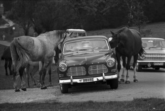 64th Marché-Concours Saignelégier, 1967.