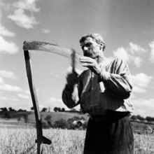 Grain harvest, Rheintal 1941.