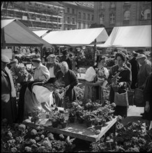 Geranium market in Berne 1961.