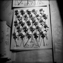 Badges for the Swiss National Holiday, 1956.