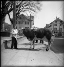 Bull in Valais village, 1954.